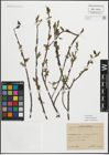 Foto von Salix myrsinifolia Salisb.